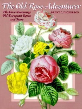 The Old Rose Adventurer