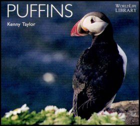 Puffins