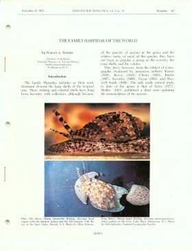 Indo-Pacific Mollusca: Volume 3, No 16