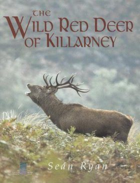 The Wild Red Deer of Killarney