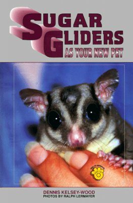 Sugar Gliders as Your New Pet
