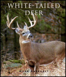 White-Tailed Deer