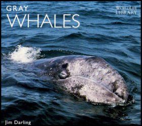 Gray Whales