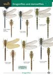 Guide to the Dragonflies and Damselflies of Britain
