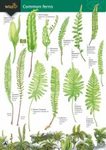 Guide to Common Ferns
