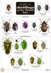 Guide to Shieldbugs of the British Isles