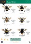 Guide to Bees of Britain
