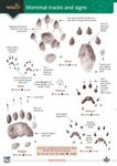 Mammal Tracks and Signs