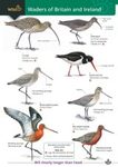 Waders of Britain and Ireland