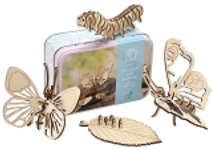 Life Cycle Of A Butterfly In A Tin