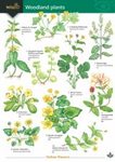 Guide to Woodland Plants