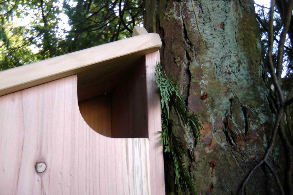 Red Squirrel Nest Box  NHBS Wildlife Conservation Shop
