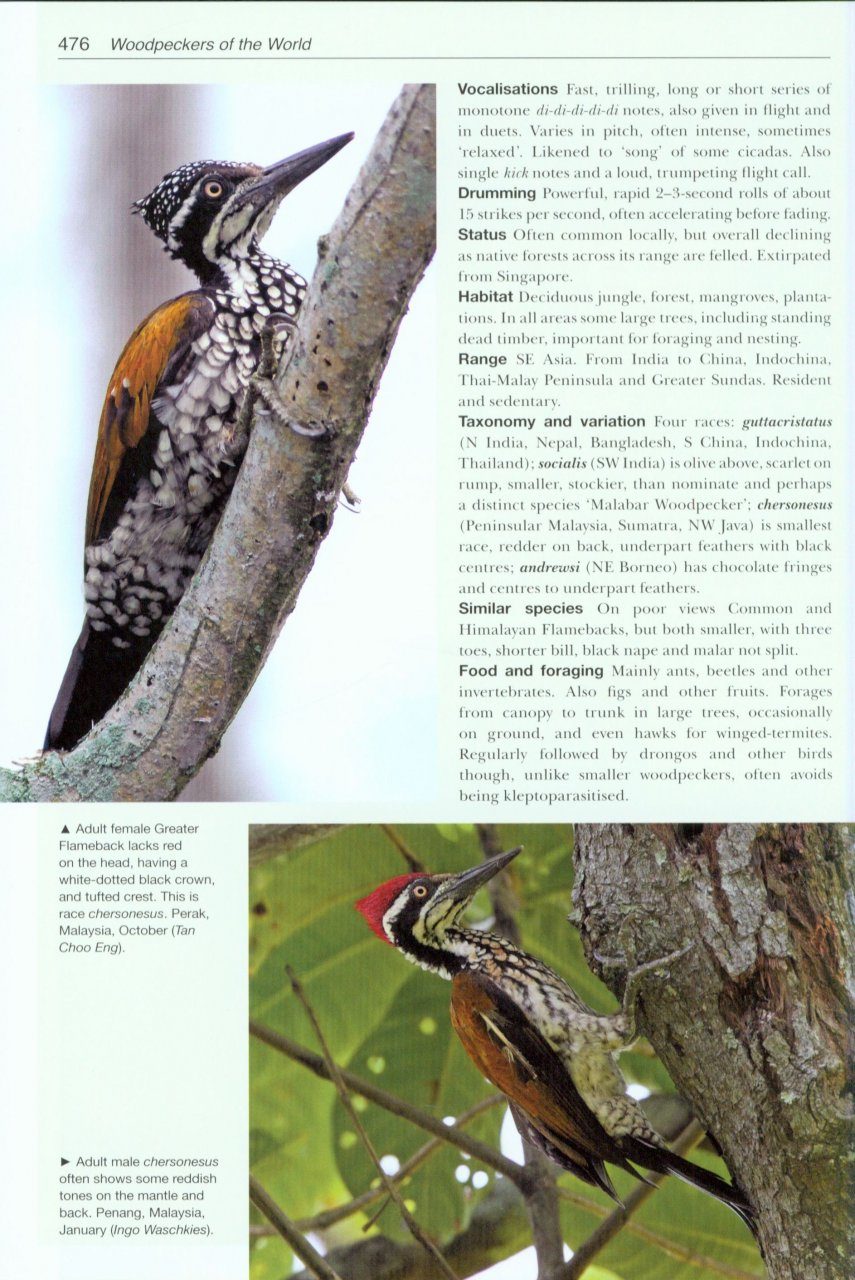 Woodpeckers of the World: The Complete Guide: Gerard ...