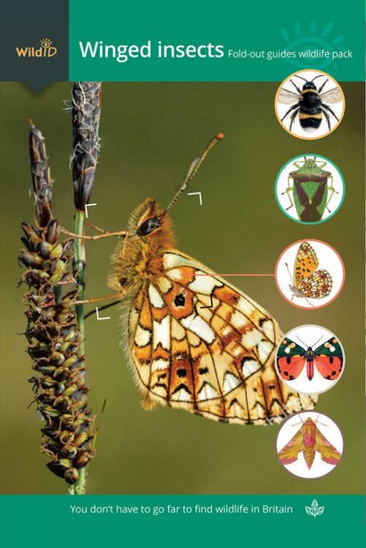 FSC Wildlife Pack: Winged Insects