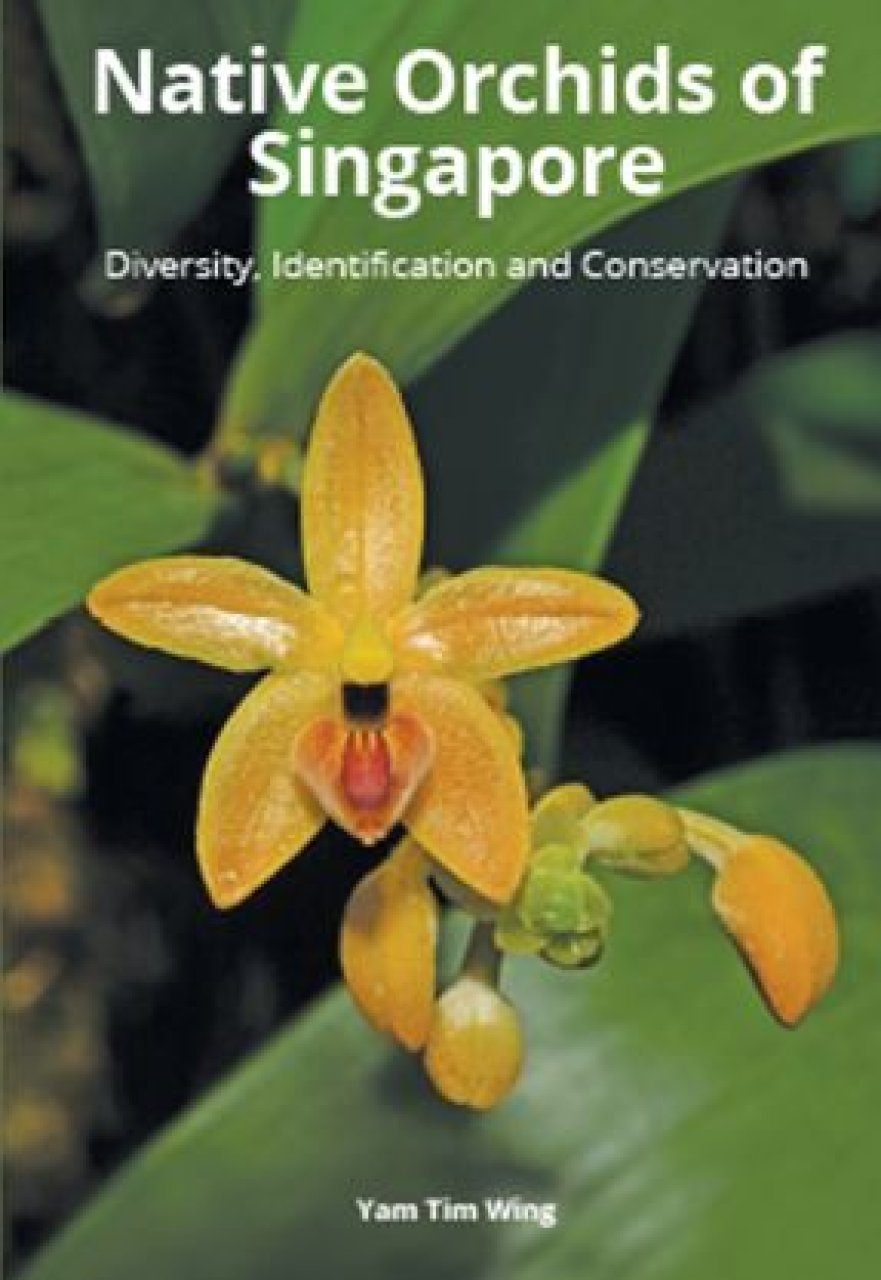 Native Orchids Of Singapore Diversity Identification And Conservation