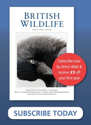 英国の野生生物