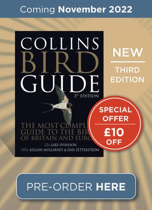 Collins Bird Guide (New Edition)