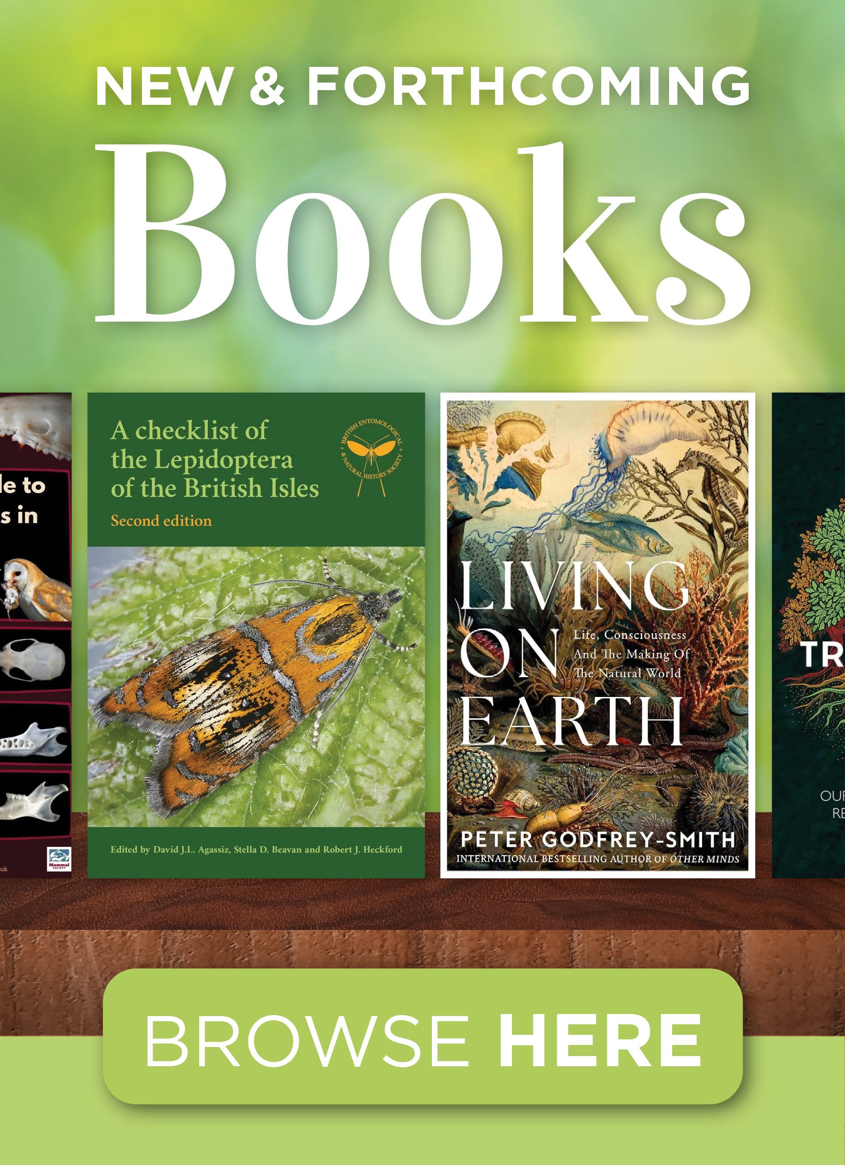 The Life of Giant Geckos | NHBS Academic & Professional Books