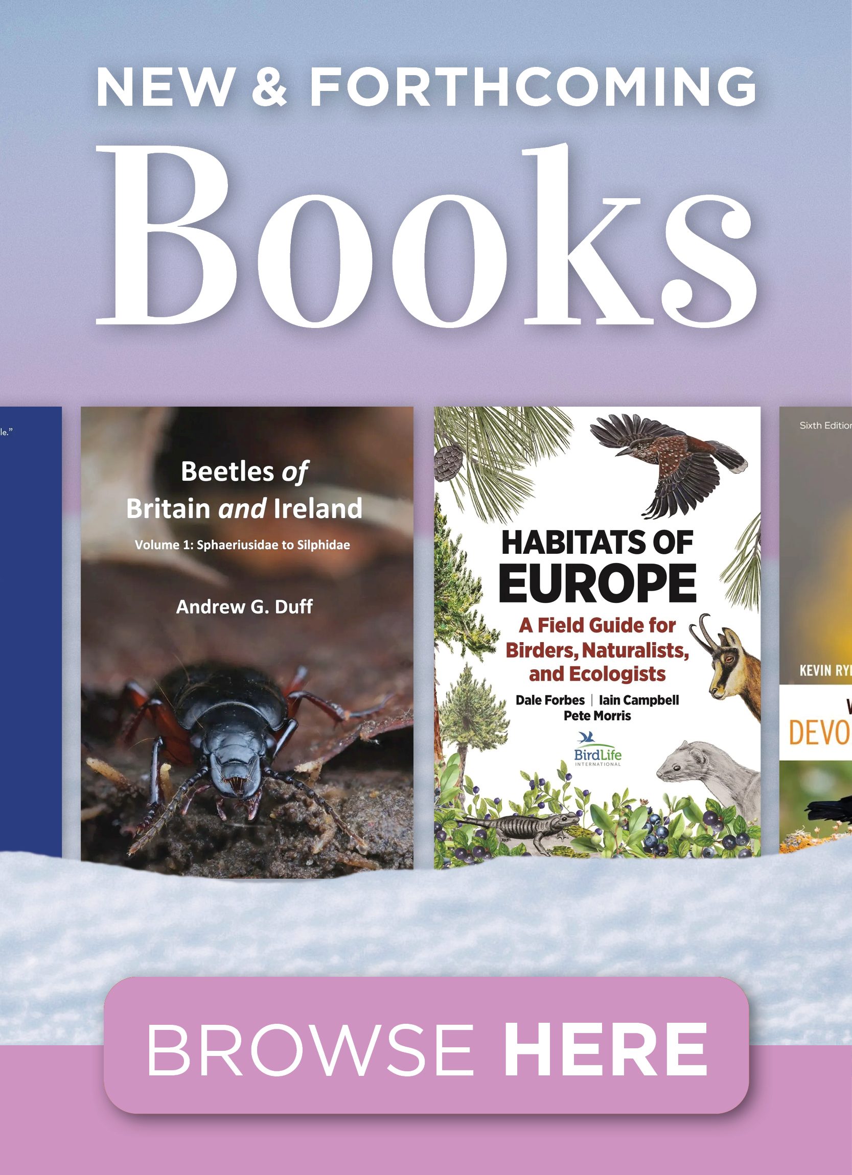 Fauna of the Socotra Archipelago: Field Guide | NHBS Field Guides