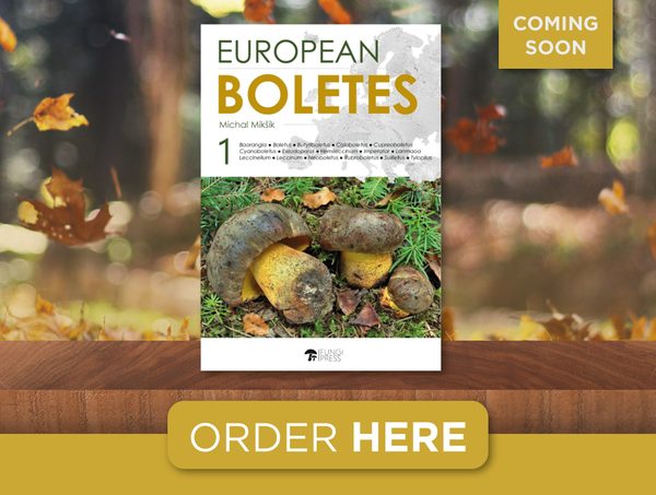 Wildlife Photographer of the Year 2025