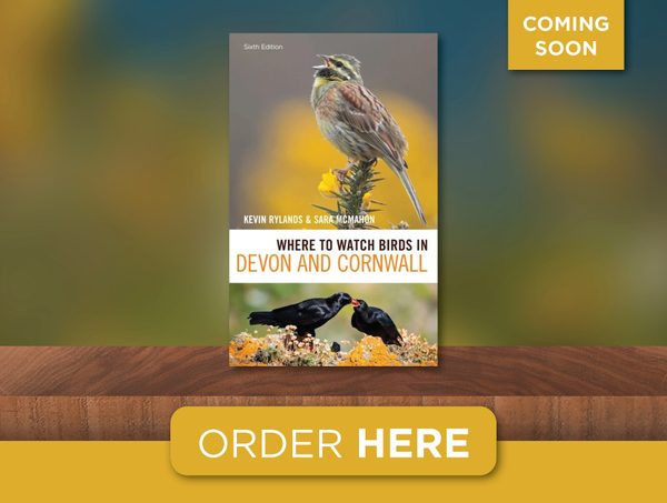 Where to Watch Birds in Devon and Cornwall