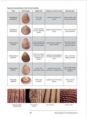 Bivalve Seashells of Tropical West America (2-Volume Set) | NHBS