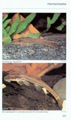 Wels Atlas, Band 1 [Catfish Atlas, Volume 1] | NHBS Academic
