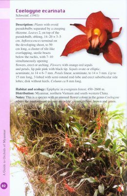 A Guide to Orchids of Myanmar | NHBS Field Guides & Natural History