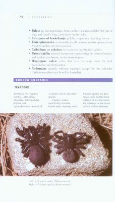 Spiderwatch: A Guide to Australian Spiders | NHBS Field Guides
