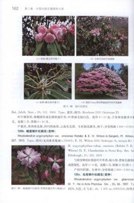The Genus Rhododendron of China [Chinese] | NHBS Academic & Professional  Books