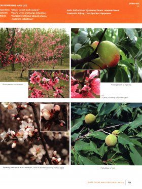 buy wormwood plant Wormwood
