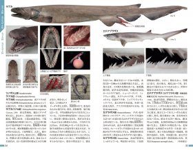 The Natural History of the Fishes of Japan [Japanese] | NHBS