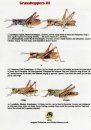 Grasshoppers III