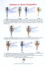 Skimmer & Chaser Dragonflies