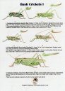 Bush Crickets I