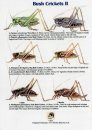 Bush Crickets II