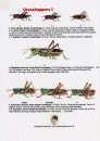 Grasshoppers I