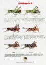 Grasshoppers II