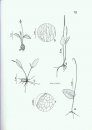 Steyermark's Flora of Missouri, Volume 1