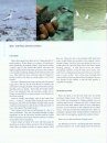 Birds of Chagos
