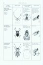 Keys to the Families of British Spiders