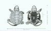 Handbuch der Reptilien und Amphibien Europas, Band 3/IIIA: Schildkröten (Testudines) I (Bataguridae, Testudinidae, Emydidae)