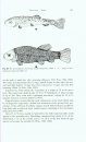 The Freshwater Fishes of Europe, Volume 5/I: Cyprinidae 2, Part I: Rhodeus to Capoeta