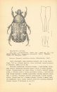 Insects of Mongolia, Volume 9 [Russian]