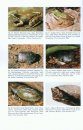 Amphibians and Reptiles of Northern Guatemala, the Yucatán, and Belize