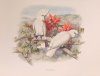 Cockatoos