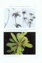 Weitere Neue und Wenig Bekannte Euphorbien aus Madagaskar [More New and Little Known Euphorbia from Madagascar]