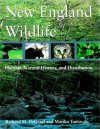New England Wildlife