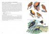 Birds of Paradise and Bowerbirds