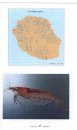 Atlas des Poissons et des Crustacés d'Eau Douce de la Réunion [Atlas of Fish and Freshwater Crustaceans of Réunion]